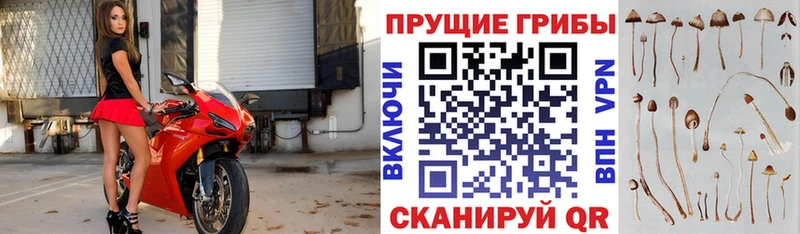Псилоцибиновые грибы GOLDEN TEACHER  Ардон 